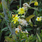 Daffodil(Narciso)