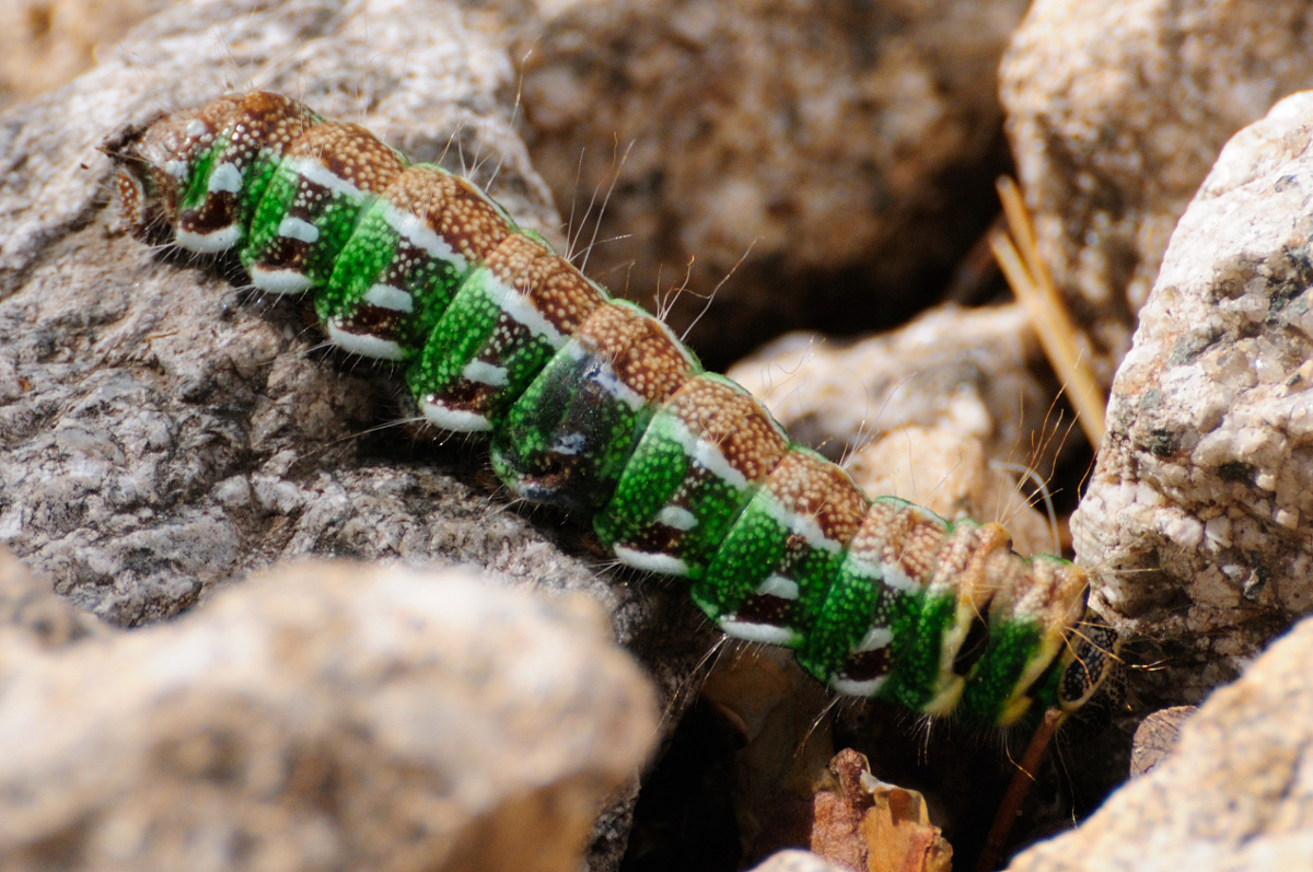 Spanish Moon Moth caterpillar, oruga de mariposa isabelina