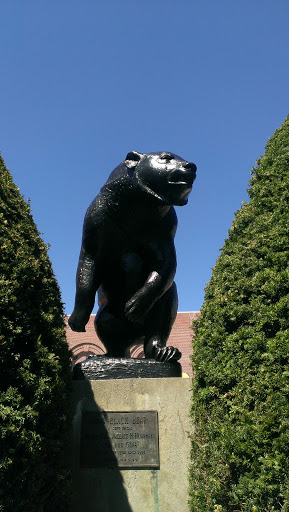 University of Maine Black Bear