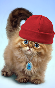 Free Download Fluffy Cat APK for Android