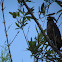 Rufous Crab Hawk