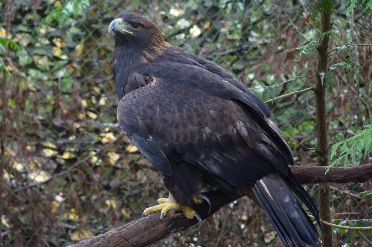 Golden eagle  (Aquila chrysaetos)