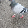 Feral Pigeon(Pombo comum)