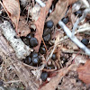 White-tailed Deer Scat
