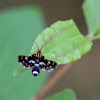 Thyris moth
