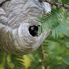 Bald-faced Hornet