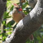 Northern Cardinal        Female