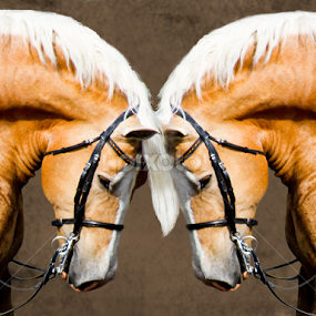 Copycat by Mindee Green - Animals Horses