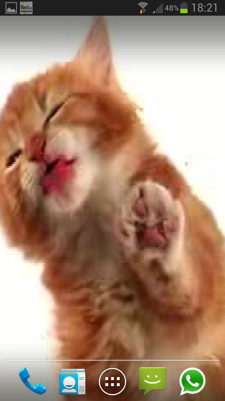 CAT LICKS LIVE WALLPAPER PRO Screen 1
