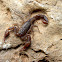 Texas cave scorpion