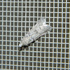 Scoparia moth