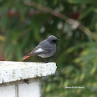 Black Redstart