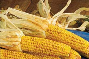 Santa Fe Corn on the Cob