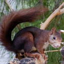 Red Squirrel