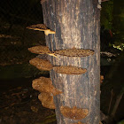 Fuzzy Shelf Fungus