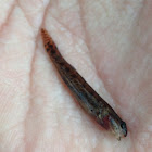 Roanoke Darter