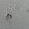 elk tracks on beach
