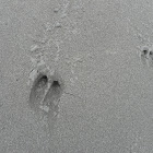 elk tracks on beach