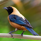 Saíra-amarela (Burnished-buff Tanager)