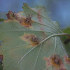 Cedar-Hawthorn Rust