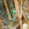 Katydid bush cricket (Ευφολιδόπτερη του Γκαργκάνο)