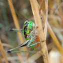 Katydid bush cricket (Ευφολιδόπτερη του Γκαργκάνο)