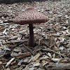 Parasol Mushroom