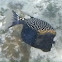 Blue Spotted Boxfish