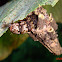 Case Moth Larva