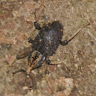 Asian Giant Weevil