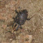 Asian Giant Weevil