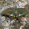 Paris Peacock (Papilio paris) 巴黎翠鳳蝶