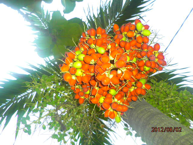 Palm Putri. ( Indonesia )