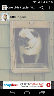 Cute Little Puppies Wallpapers Screenshots 15