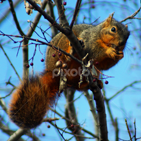 Munching Squirrel by Teresa Delcambre - Animals Other Mammals