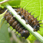 Juno Longwing caterpillar
