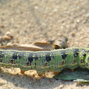 White-lined Sphinx Caterpillar