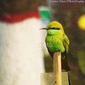 Green Bee Eater (সবুজ সুই চোরা)Dec' 2013Dhaka, BangladeshNikon COOLPIX S9300 by জাহিদুল জাহিদ - Animals Birds