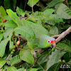 Red-lored amazon