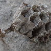 Paper Wasp Nest