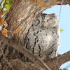African scops owl