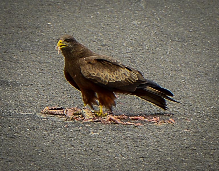 Yellow-billed Kite