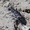 Oblique-lined Tiger Beetle