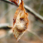 Unknown Moth Cocoon