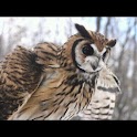 Owl Wallpaper , 壁紙 フクロウ logo