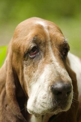 Bán chó lạp xưỡng - Q.Bình Thạnh