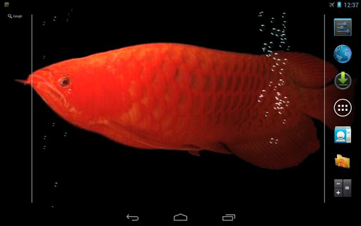 免費下載個人化APP|Arowana 2 Live Wallpaper app開箱文|APP開箱王