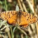 Spotted Fritillary