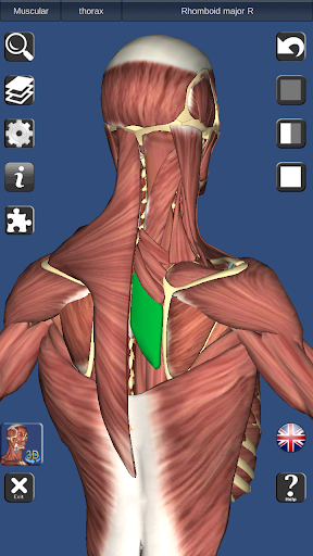 3D Bones and Organs (Anatomy)  screenshots 4