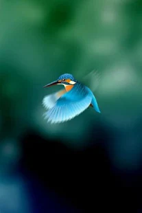 免費個人化App|Kingfisher Live Wallpaper|阿達玩APP